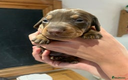 Dachshund dogs for sale: Miniature dachshund pups  - Image 7