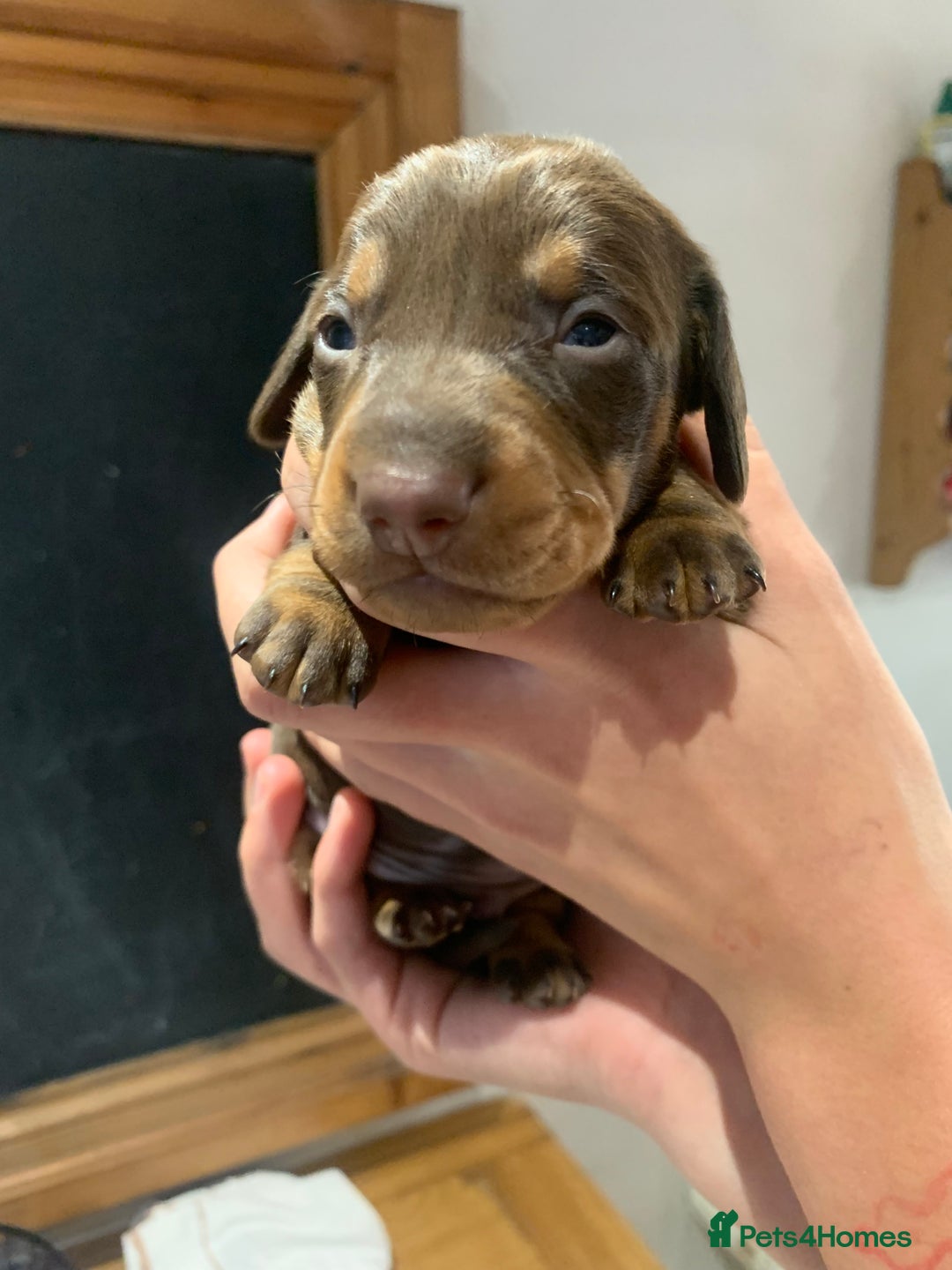 Dachshund dogs for sale: Miniature dachshund pups  - Image 7