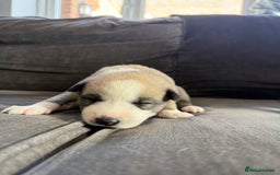 Siberian Husky dogs for sale: Husky puppies for sale - Image 3