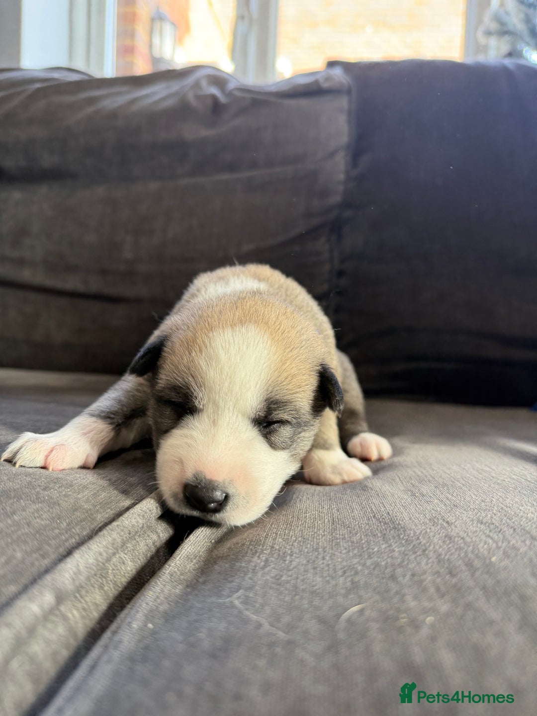Siberian Husky dogs for sale: Husky puppies for sale - Image 3
