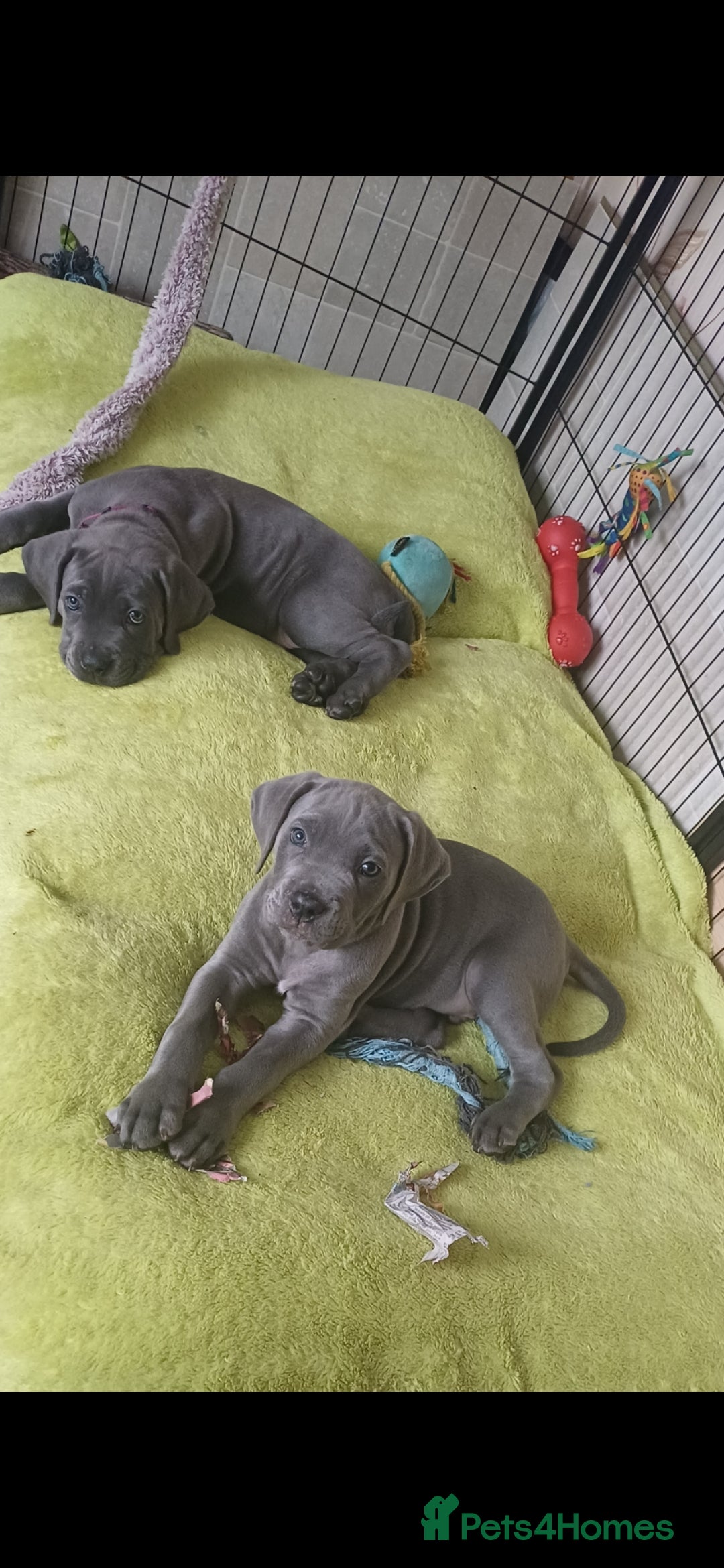 Cane Corso dogs for sale: Stunning 4th Generation Cane Corse Pups  - Advert 7