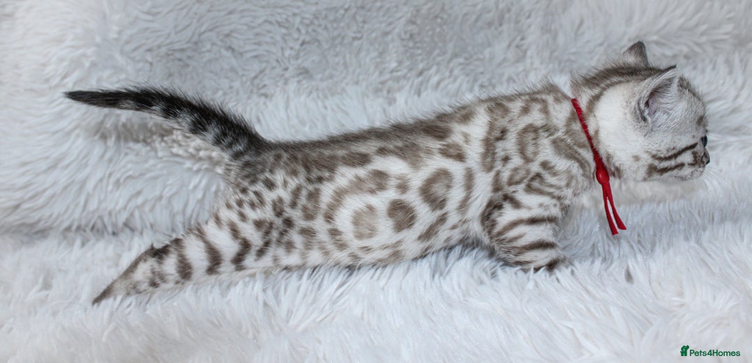 Bengal cats for sale: 🏆OUTSTANDING SHOW WINNING BENGALS KITTENS🔥 - Image 2