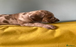 Great Dane dogs for sale: Harlequin pups  - Image 5
