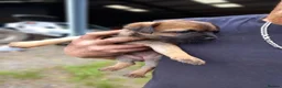 Border Terrier dogs for sale: Border Terrier pup's. - Advert 5