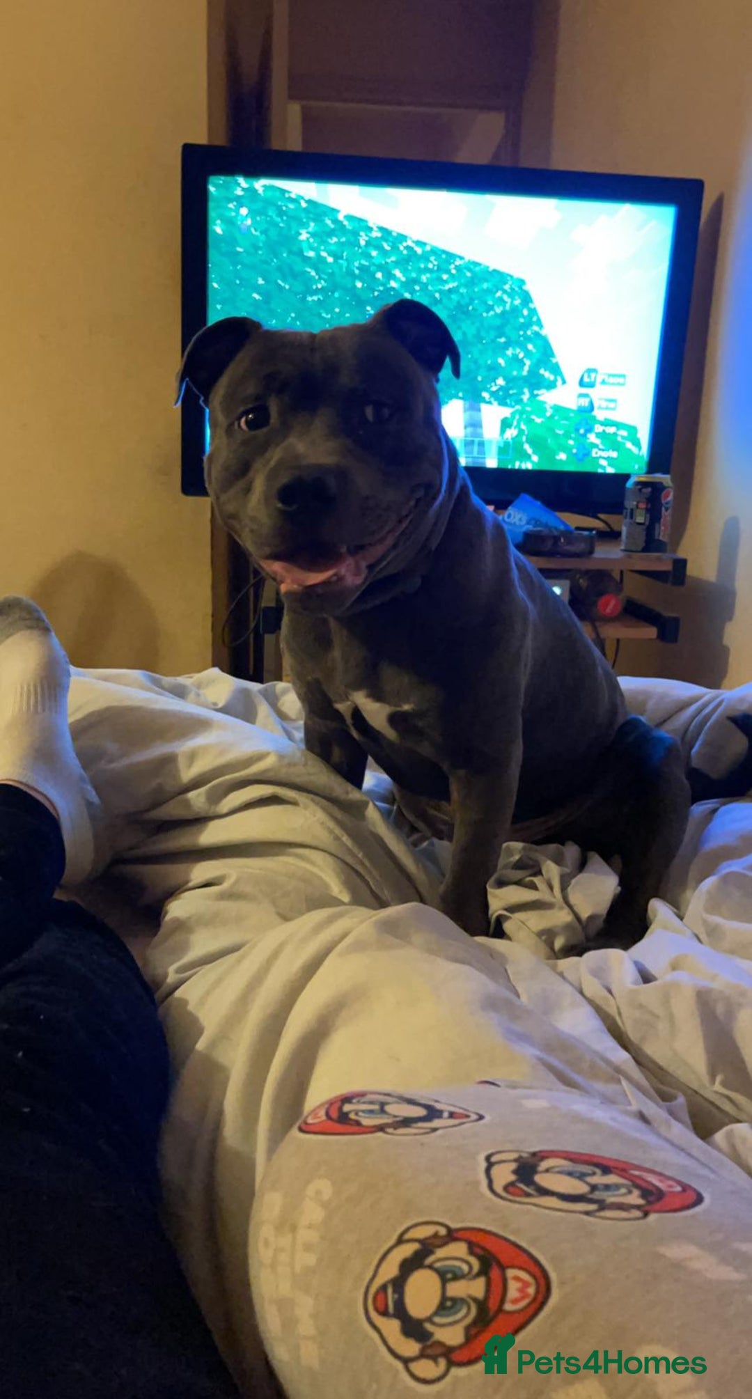 Staffordshire Bull Terrier dogs for stud: Blue kc registered Staffordshire bull terrier stud in Newport - Advert 3