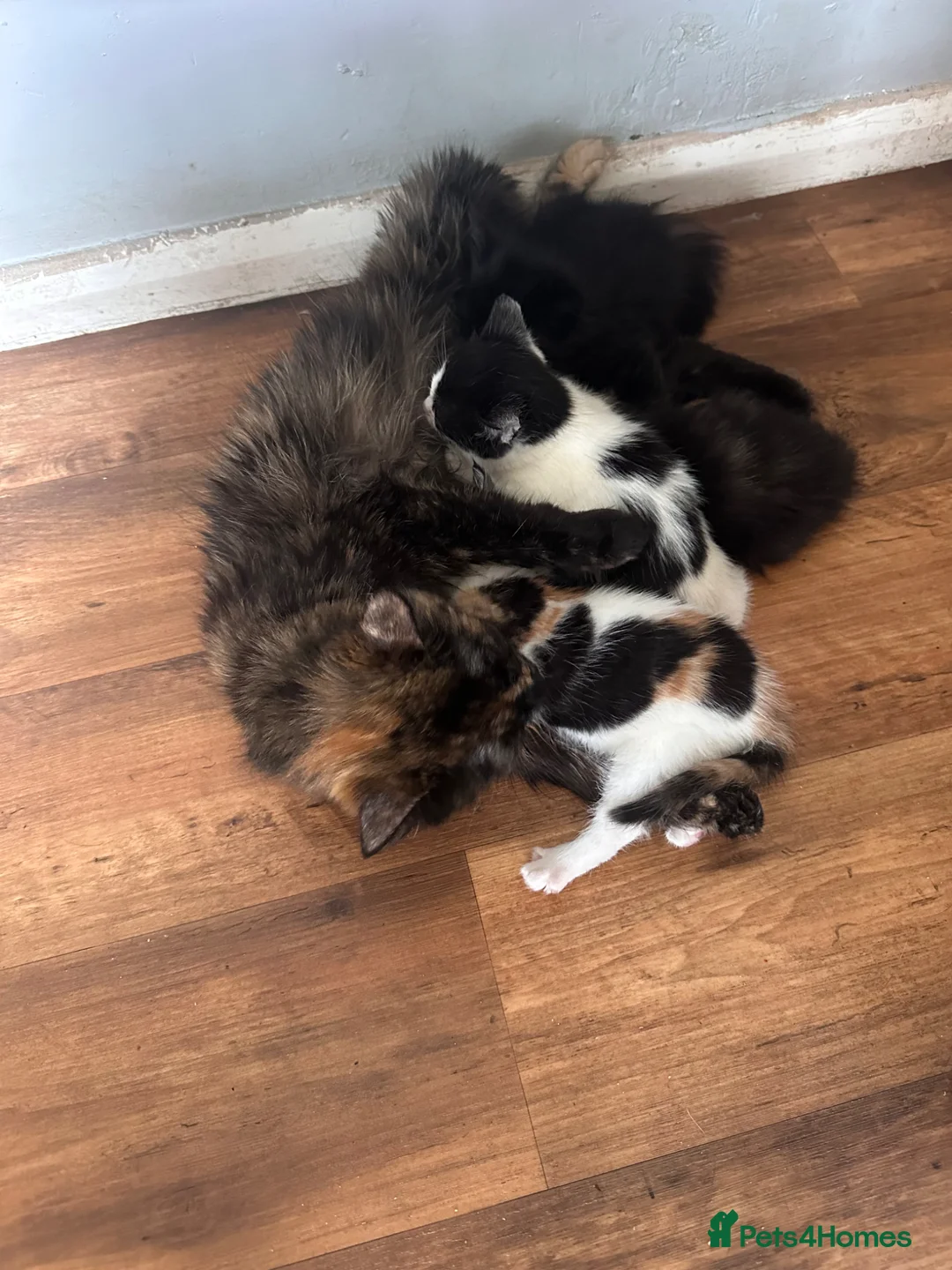 Mixed Breed cats for sale: Adorable kittens  - Advert 1