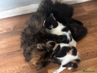 Mixed Breed cats Adorable kittens - Advert 2