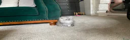 Persian cats for sale: Stunning Persian Chinchilla Kittens - Lancashire. - Advert 19