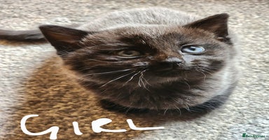 British Shorthair cats - Advert 7