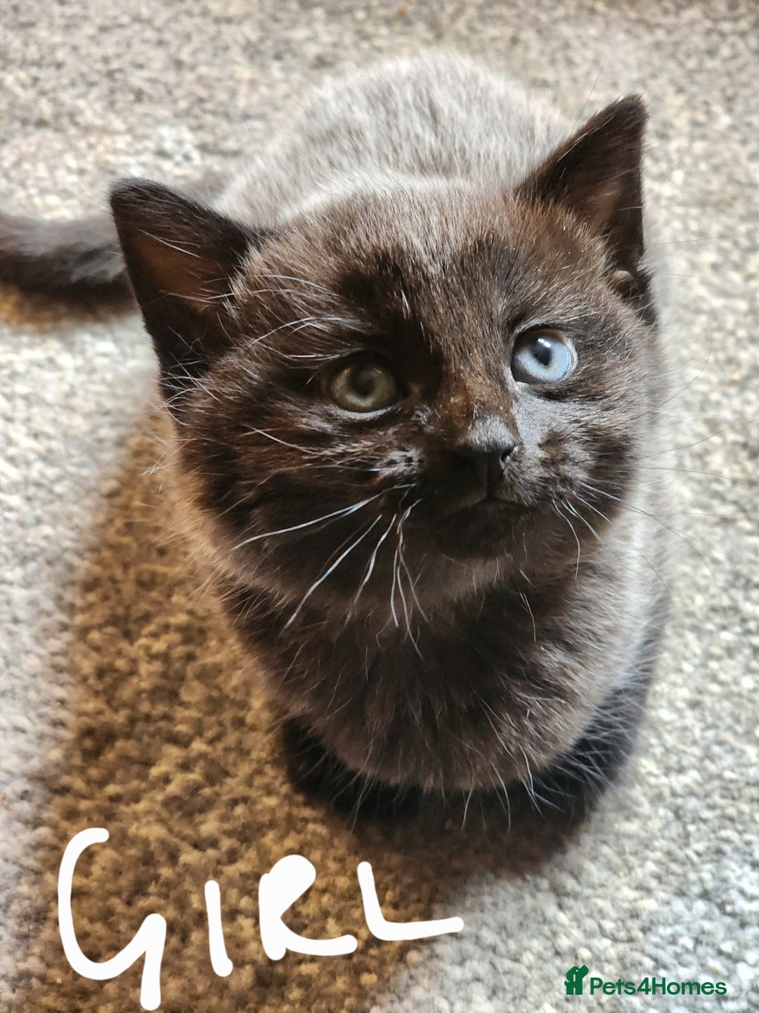 British Shorthair cats for sale: 5 beautiful british shorthair kittens - Image 3