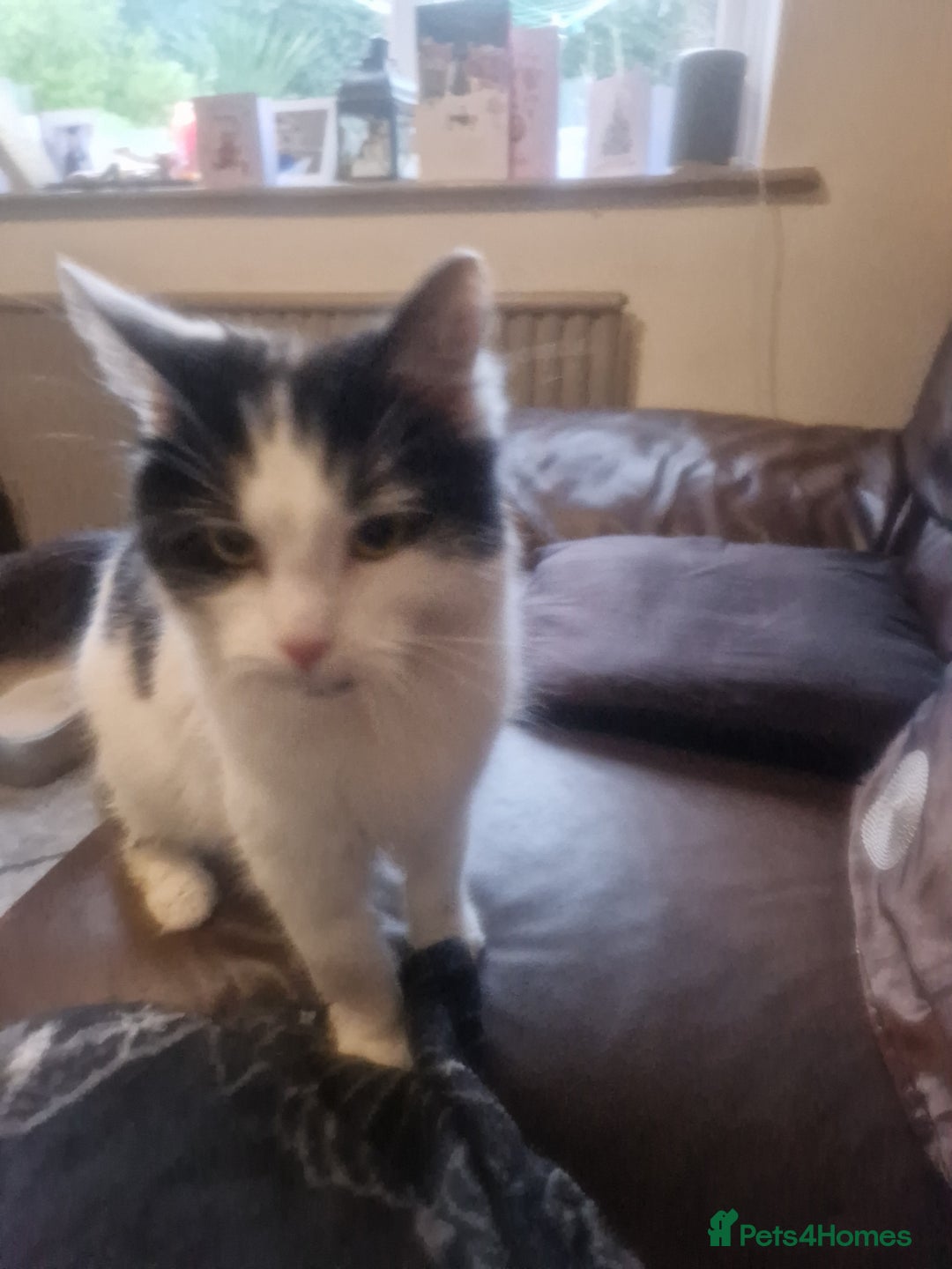 Mixed Breed cats for sale: Hobbit- fluffy loving cat - Advert 2