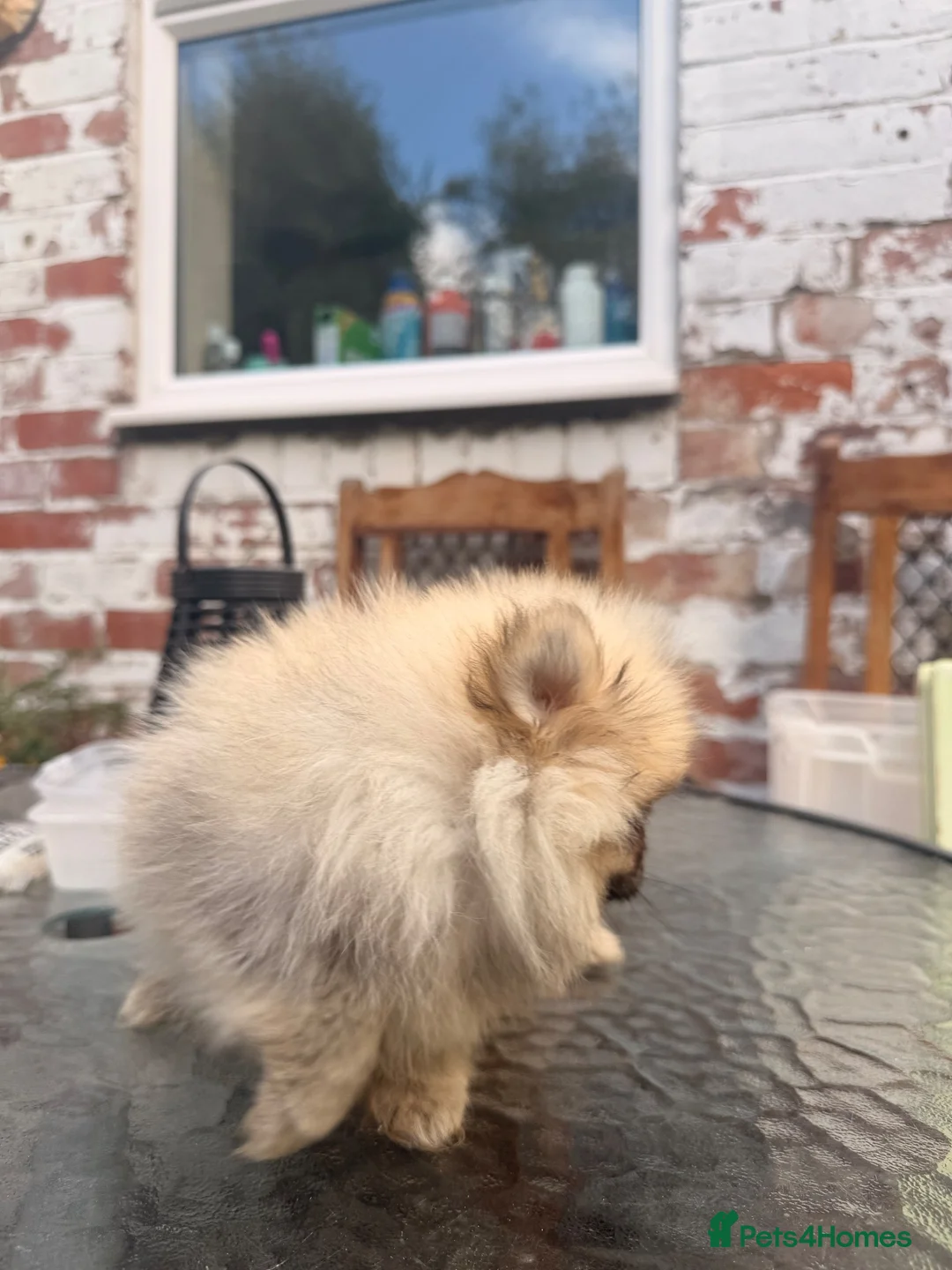Pomeranian dogs for sale: ✨ Exceptional Pomeranian Puppies – KC Reg ✨ - Advert 32