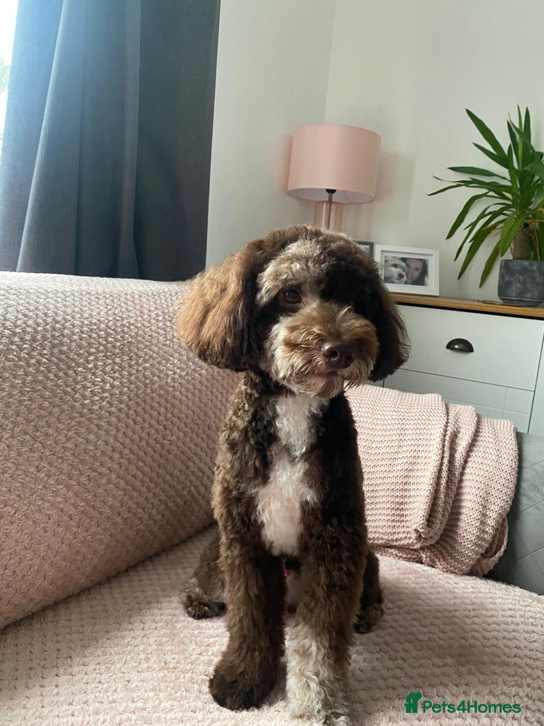 Miniature Poodle dogs for stud: Choc Merle Health Tested Mini Poodle Stud - Advert 2