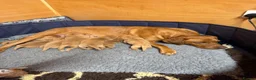 Labrador Retriever dogs for sale: Two beautiful fox red Labrador puppies  - Advert 9