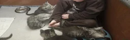 Maine Coon cats for sale: Large Maine Coon kittens regd European bloodline - Advert 26