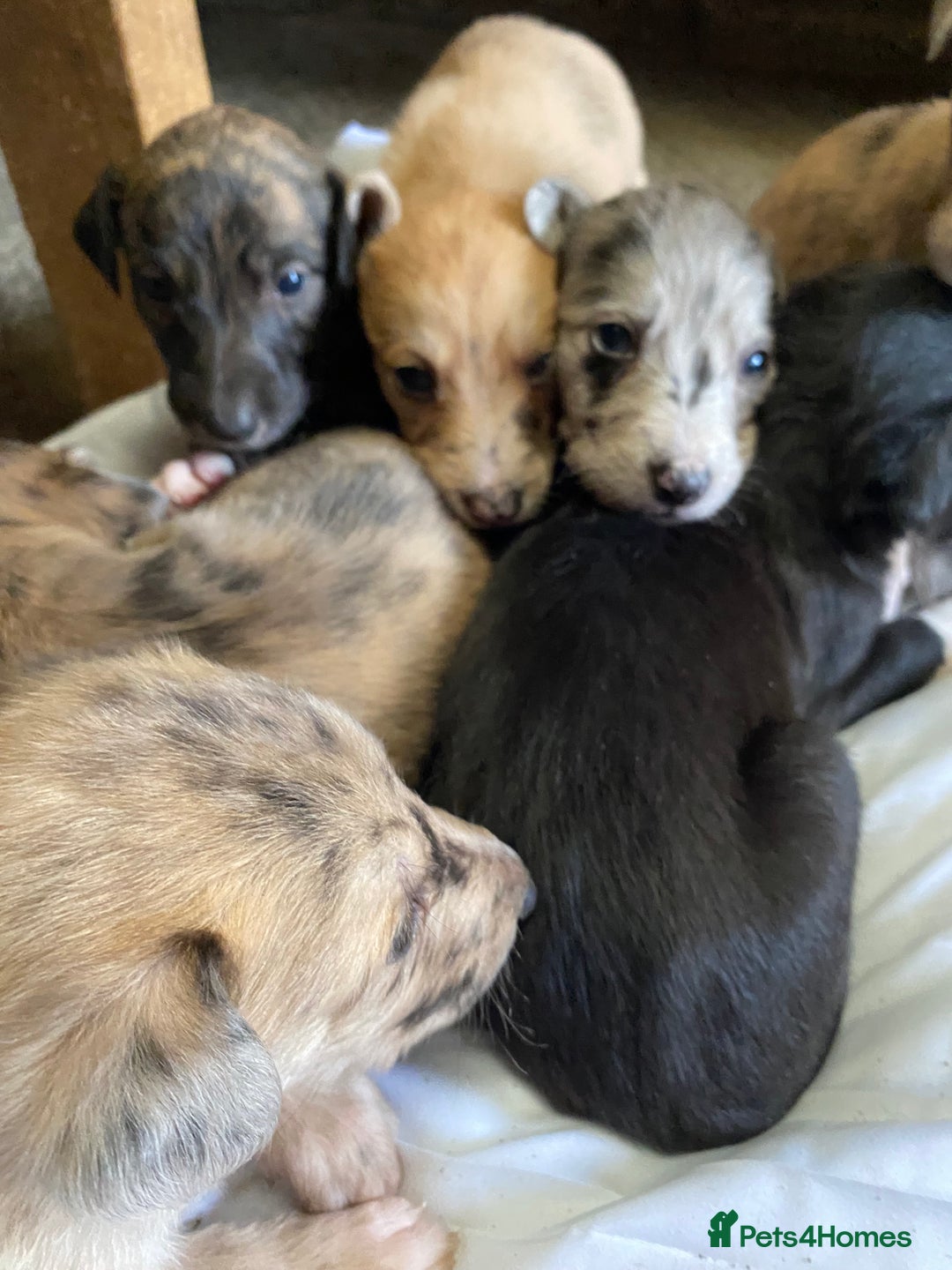 Mixed Breed dogs for sale: Deerhound greyhound collie puppies  - Image 6