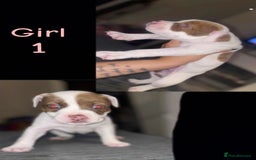 Mixed Breed dogs for sale: Bulldog cross staff - Image 1