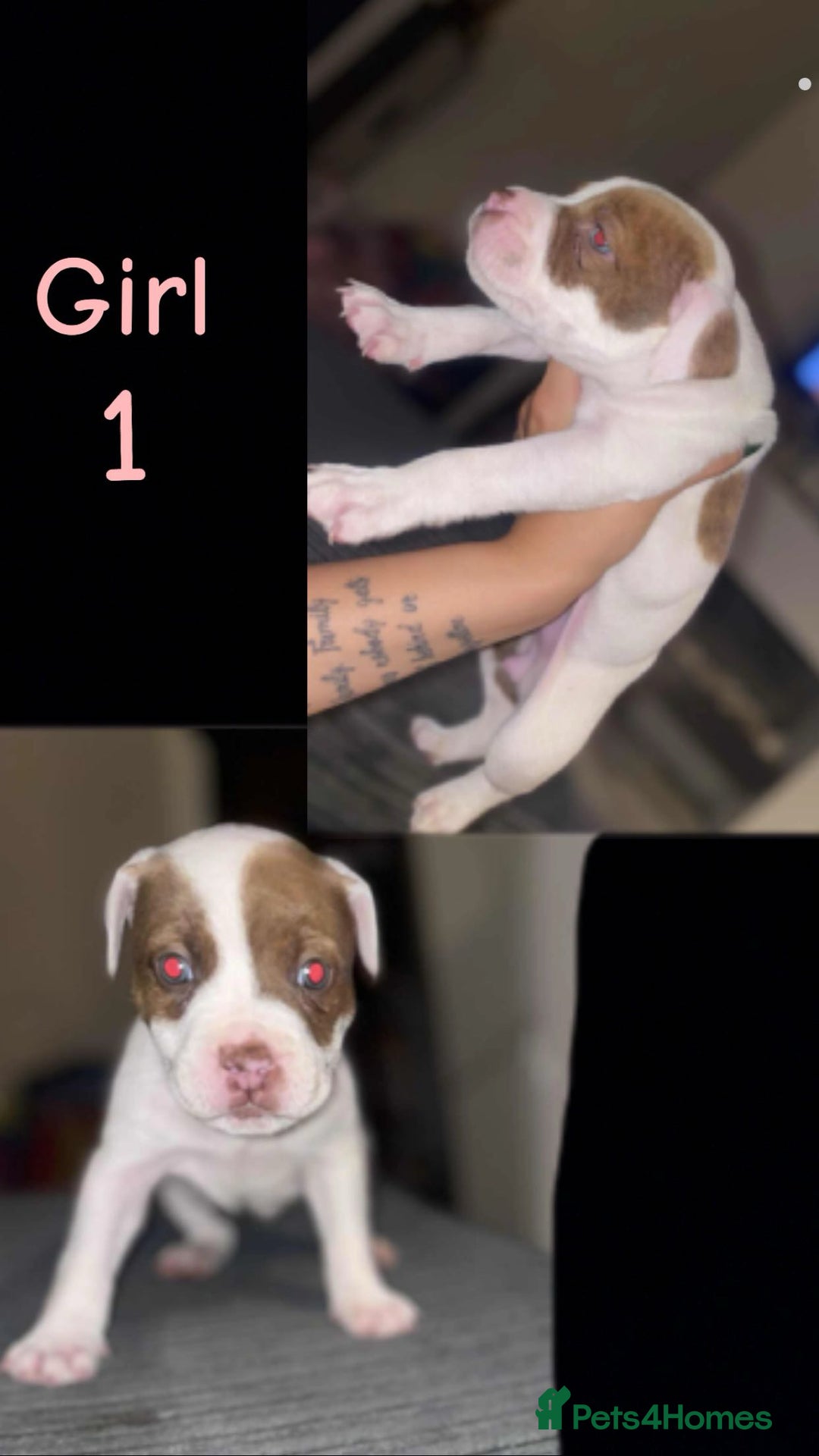 Mixed Breed dogs for sale: Bulldog cross staff - Image 1