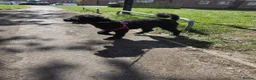 Poodle dogs for stud: Kenzuo Midnight - Ozzy in Southampton - Advert 20