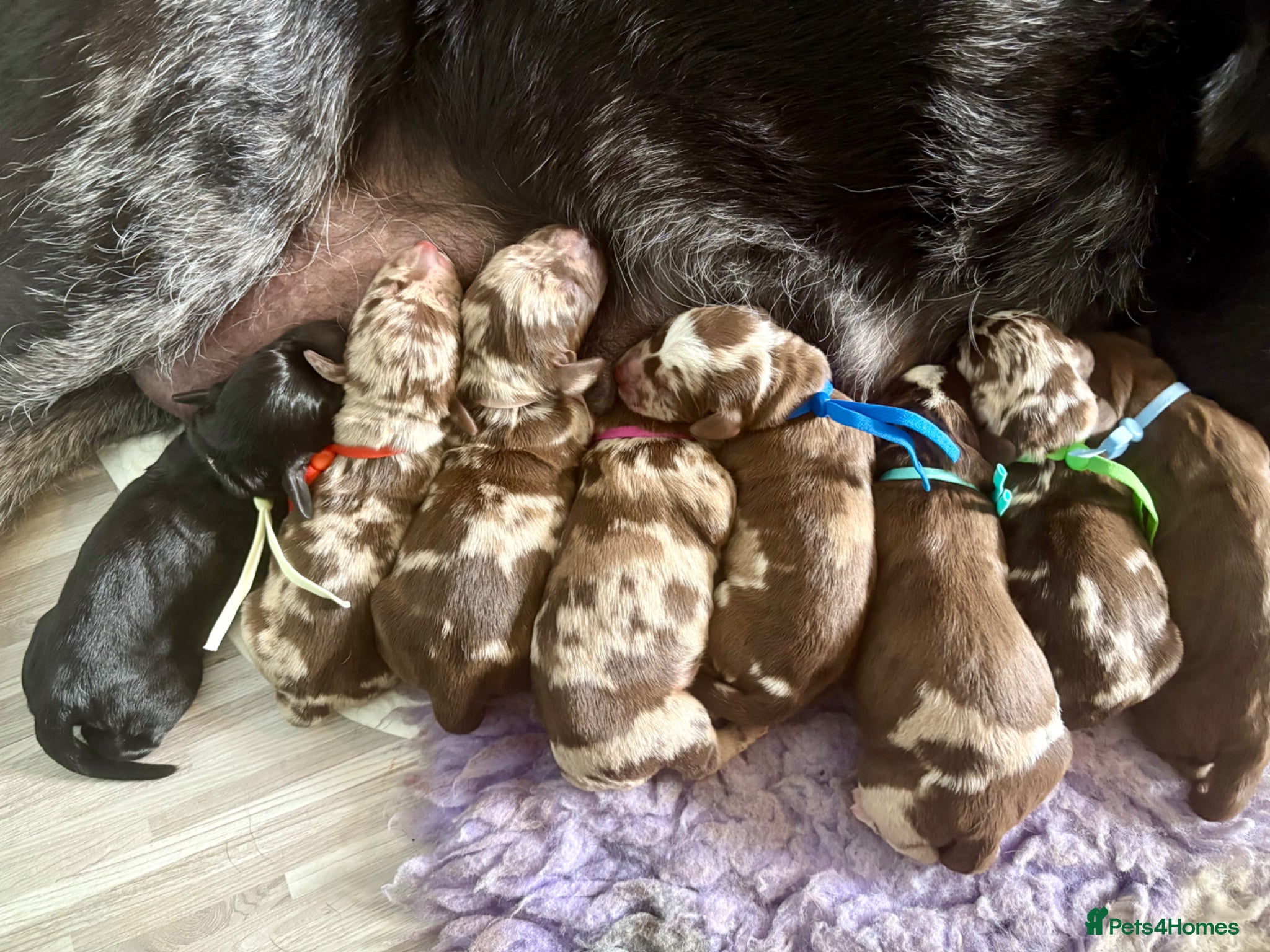 Labradoodle dogs for sale: Stunning Rare Tri Merle labradoodles 🐾 - Advert 3