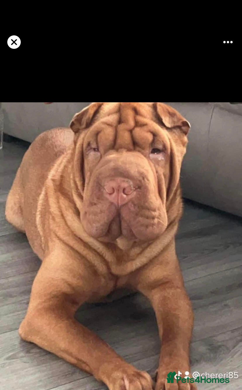 Shar Pei dogs for stud: kc lilac/fawn dilute - Advert 9