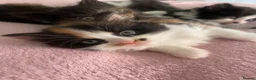 Mixed Breed cats for sale: Kittens  - Advert 6