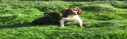 English Springer Spaniel dogs for stud: ACE SPIRIT ONE OF ELISHADE  in Tonbridge - Advert 6
