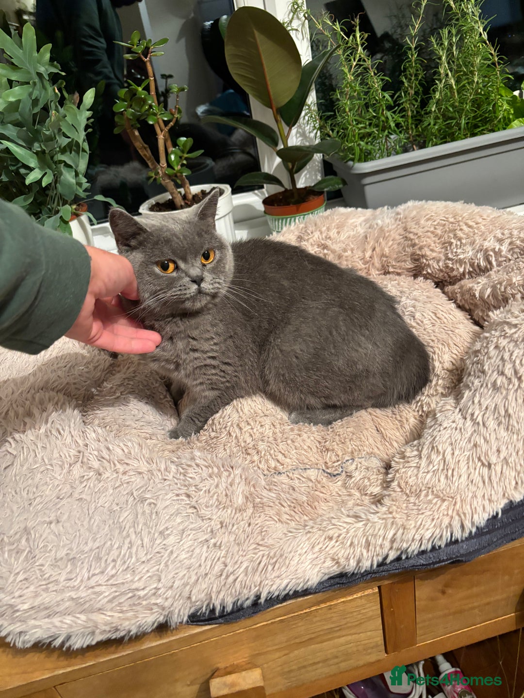 British Shorthair cats for sale: 2 Bonded sisters - Image 4
