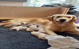 Golden Retriever dogs for sale: Pedigree Golden Retriver Puppies - Image 1