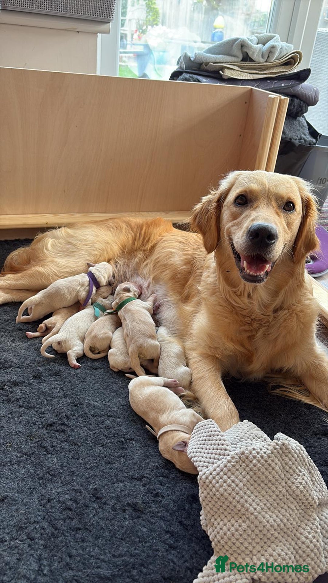 Golden Retriever dogs for sale: Pedigree Golden Retriver Puppies - Image 1
