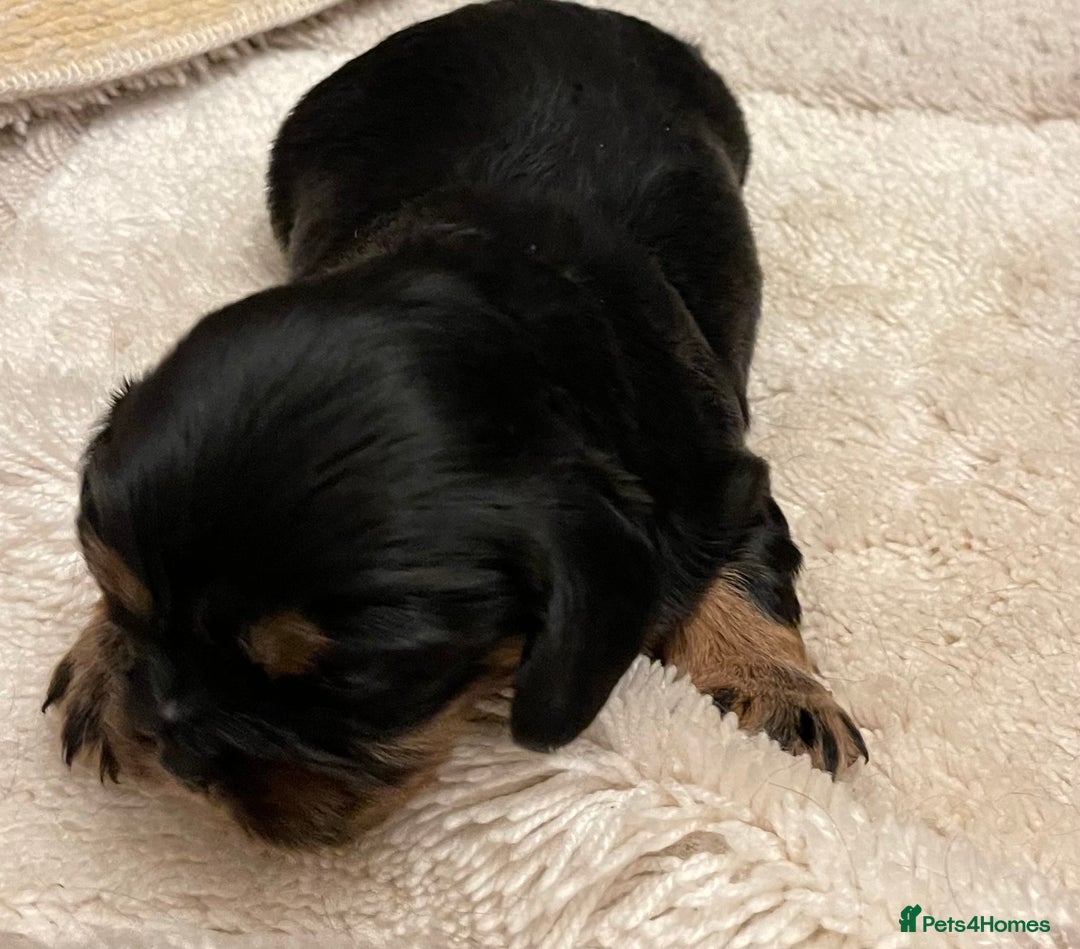 Cavalier King Charles Spaniel dogs for sale: Cavalier King Charles Puppy - Advert 2