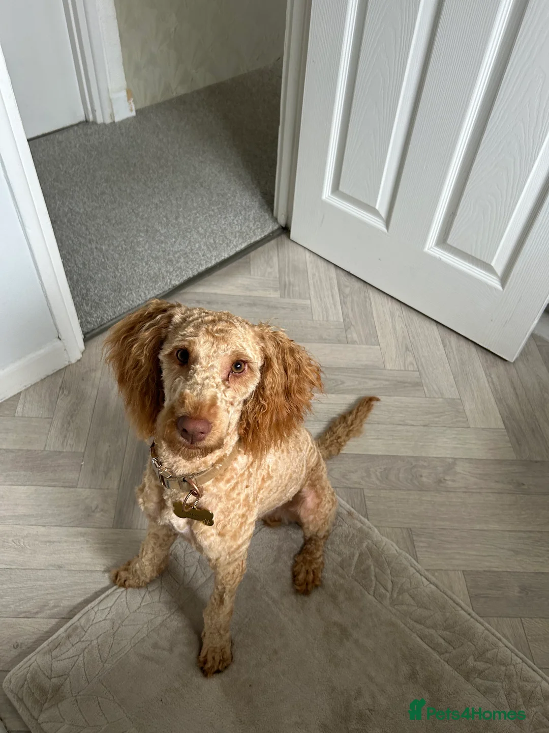 Cockapoo dogs for sale: Male Cockapoo - Rehoming - Advert 6