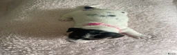 Jack Russell dogs for sale: Stunning traditional Jack Russell puppies - Advert 22