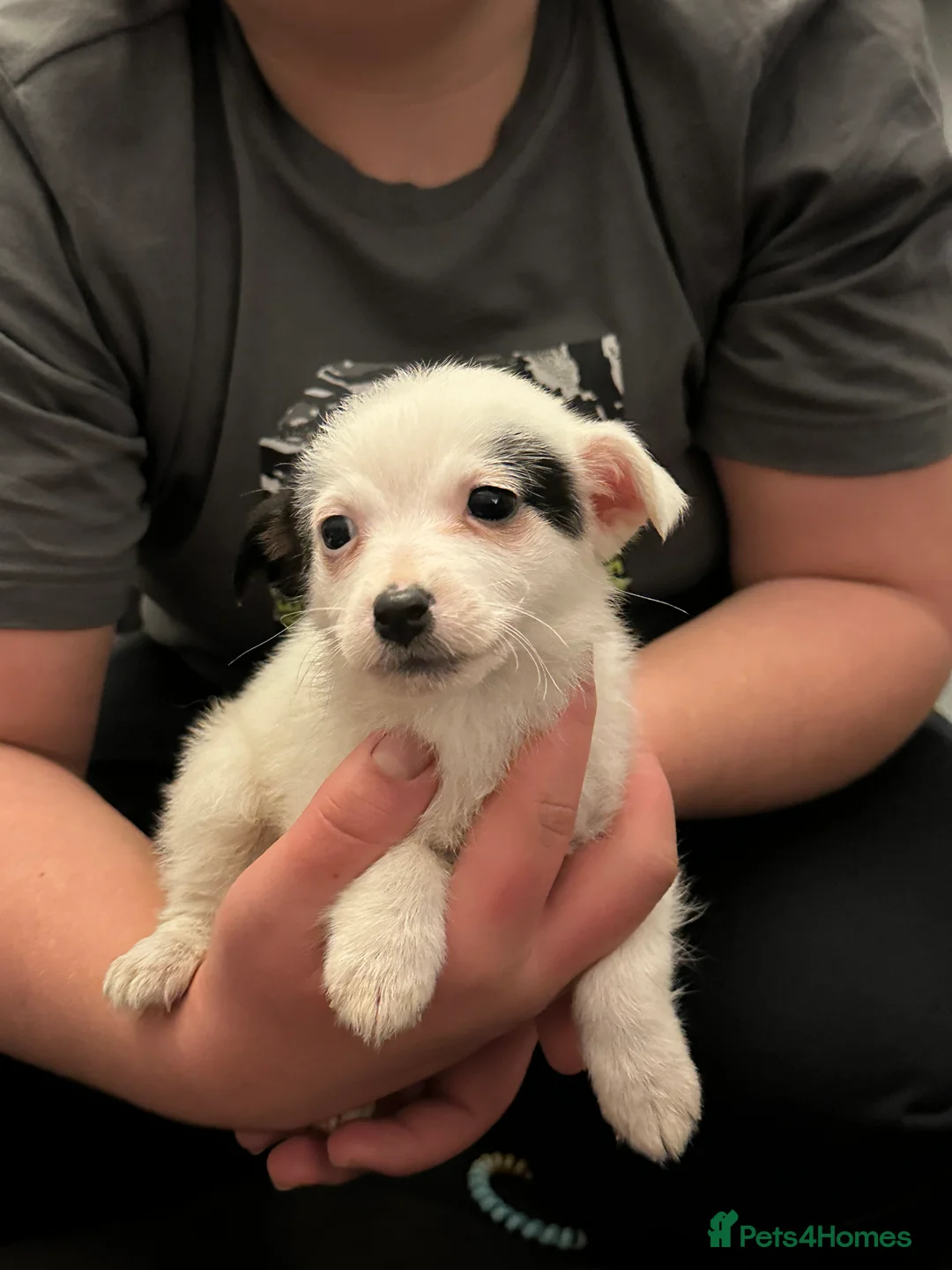 Jack Russell dogs for sale: Superb KC Reg’d Jack Russell Female Pup DNA CLEAR - Advert 10