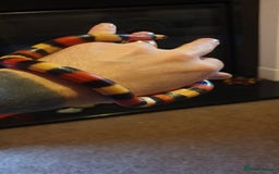 Milk Snake reptiles for sale: Apricot pueblan milk snake  - Image 2