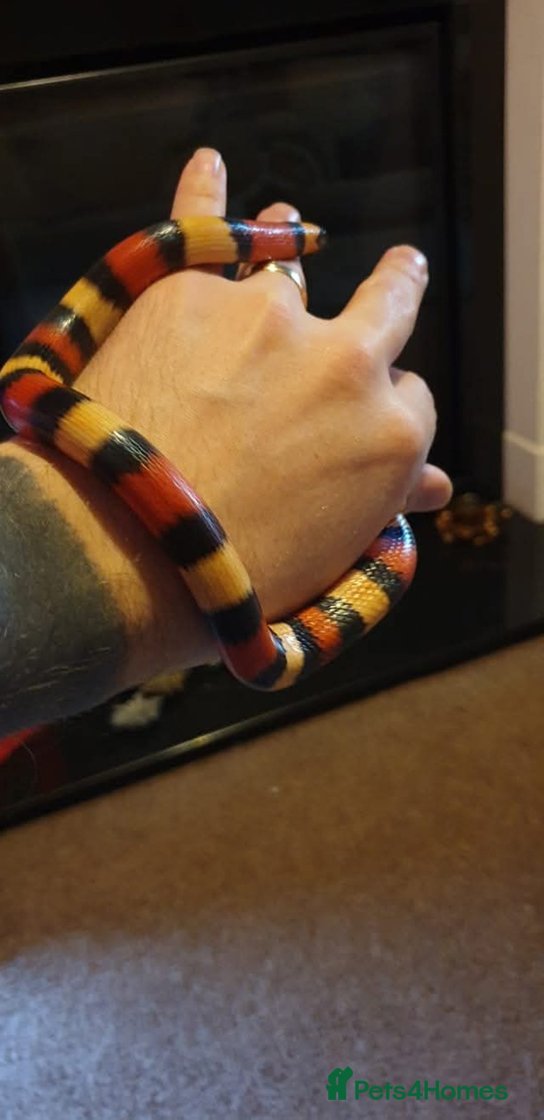 Milk Snake reptiles for sale: Apricot pueblan milk snake  - Image 2