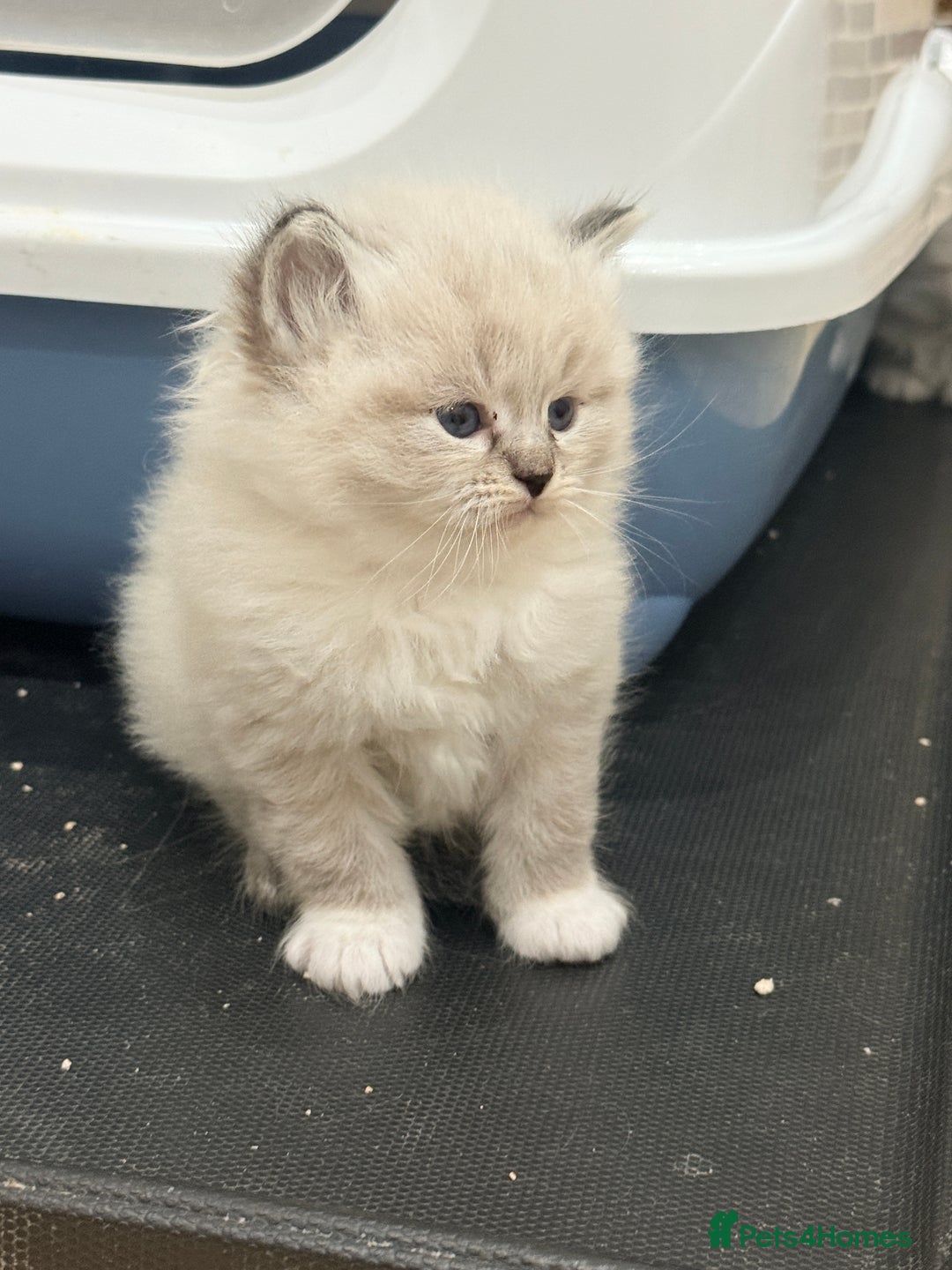 Siberian cats for sale: Pure Siberian kitten  - Image 14