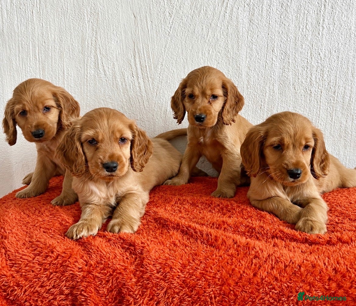 Cocker Spaniel dogs Golden cocker spaniel pups - Advert 11