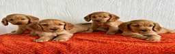 Cocker Spaniel dogs for sale: Golden cocker spaniel pups in Enniskillen - Advert 1