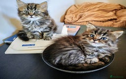 Persian cats for sale: Persian British shorthair mix kittens (SOLD) - Image 12