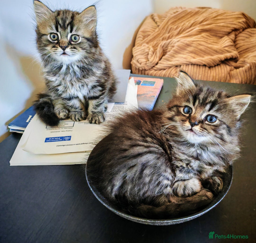 Persian cats for sale: Persian British shorthair mix kittens (SOLD) - Image 12