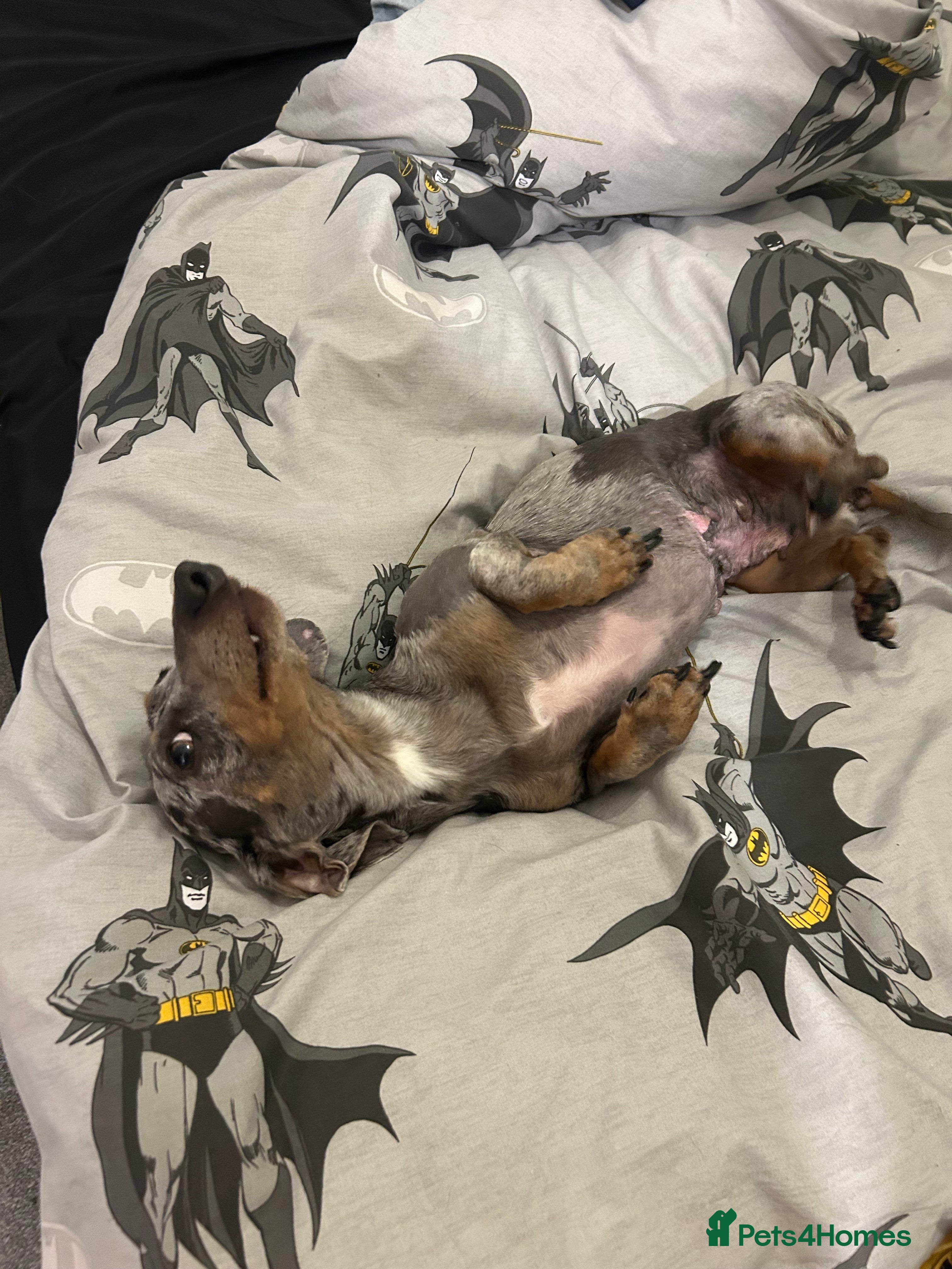 Dachshund dogs Mabel - Advert 9