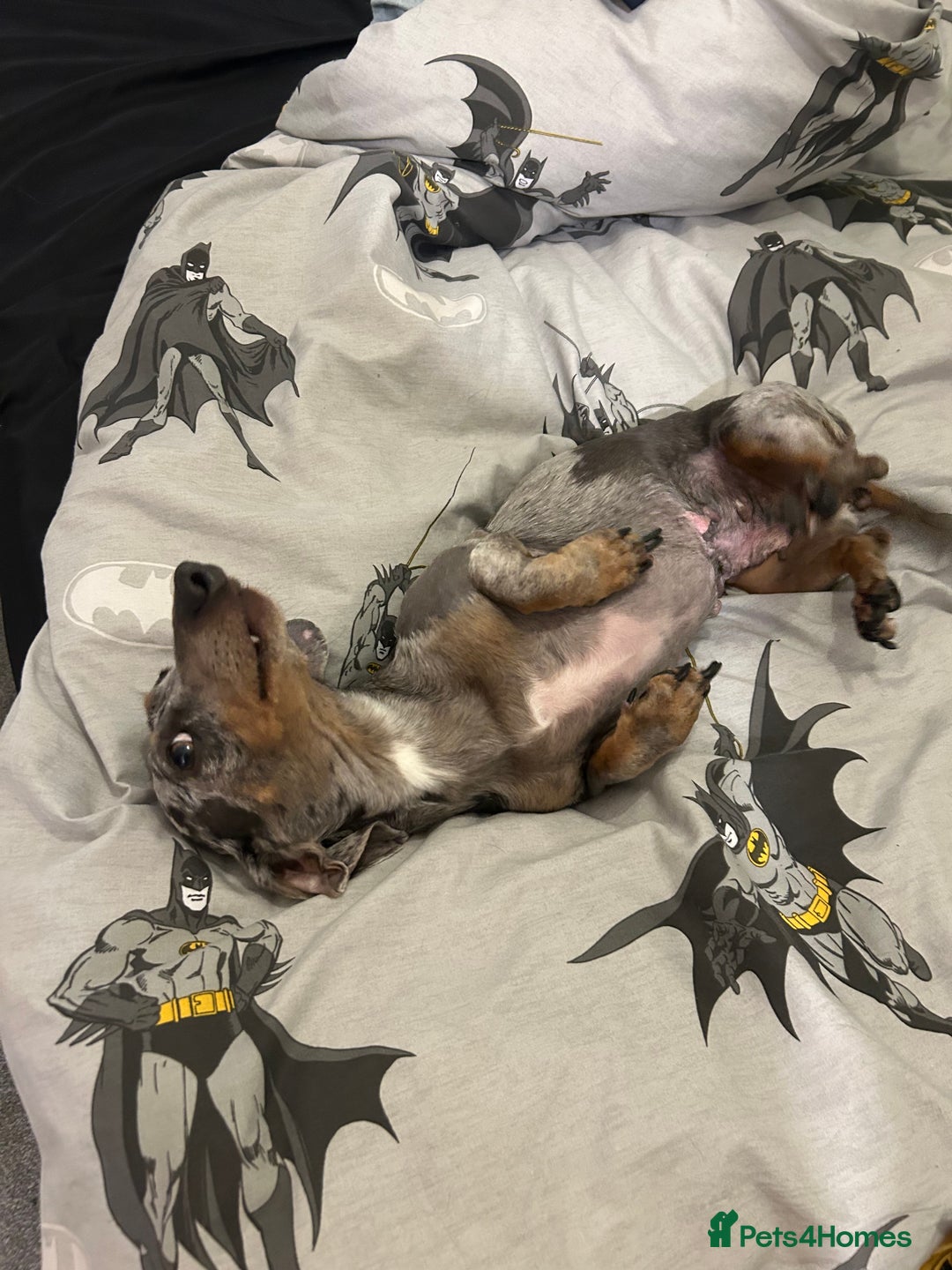 Dachshund dogs for sale: Mabel - Image 1