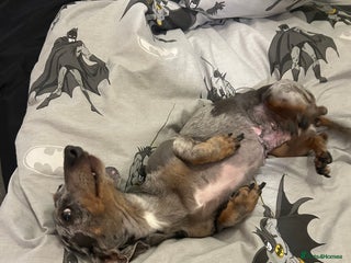 Dachshund dogs - Advert 28