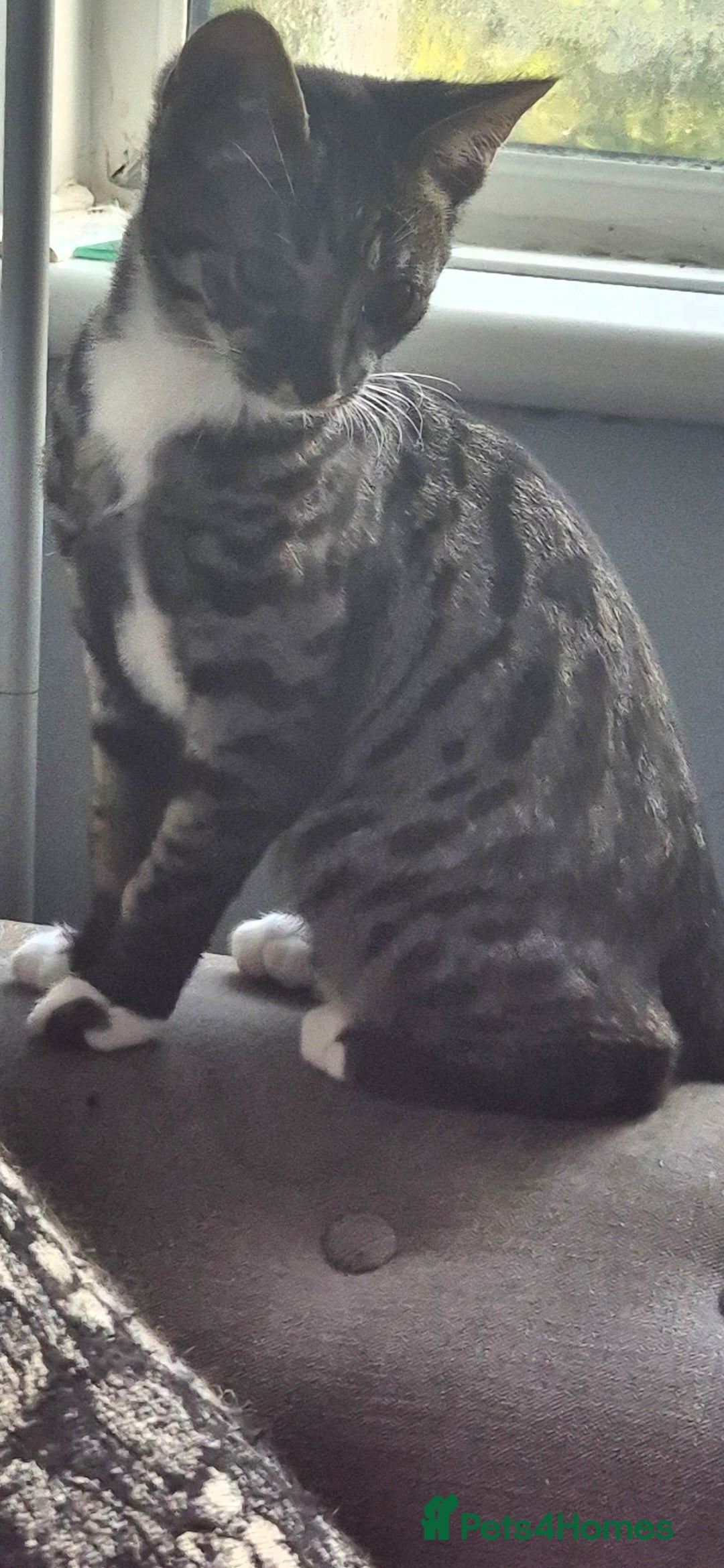 Savannah cats Available Female f5 savannah kitten ready to go  - Advert 6