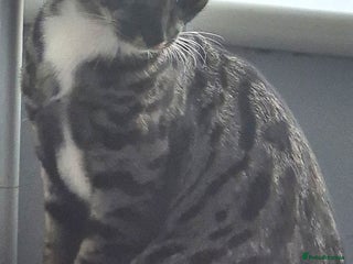 Savannah cats Available Female f5 savannah kitten ready to go - Advert 11