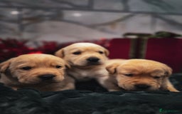 Labrador Retriever dogs for sale: Gorgeous Half Show KC Labrador Retriever Puppies - Advert 13