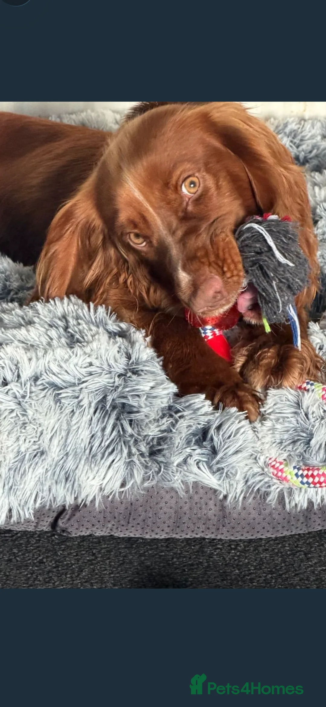 Cocker Spaniel dogs for sale: 11 month old male cocker spaniel  - Advert 1