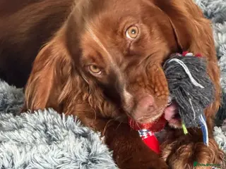 Cocker Spaniel dogs 11 month old male cocker spaniel - Advert 1