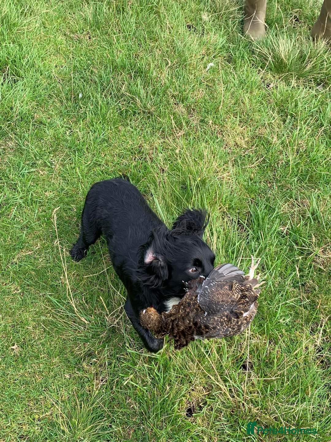 Cockapoo dogs for sale: Cockerpoos - Image 4